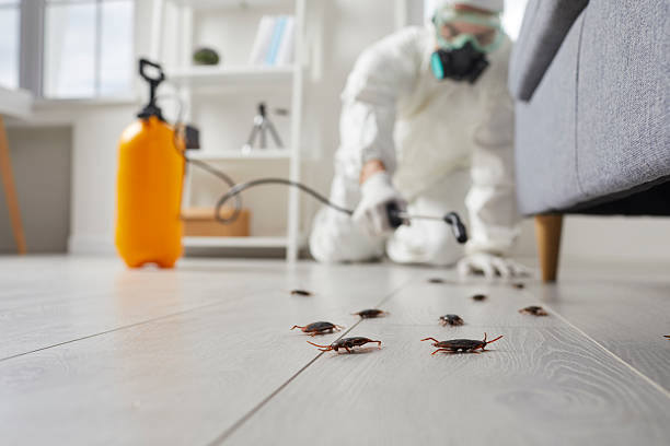 Commercial Rodent Management in South Patrick Shores